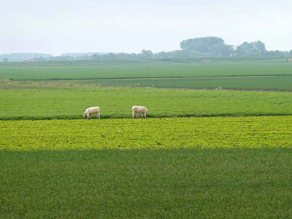 De huidige afbeelding heeft geen alternatieve tekst. De bestandsnaam is: polder-koeien.jpg