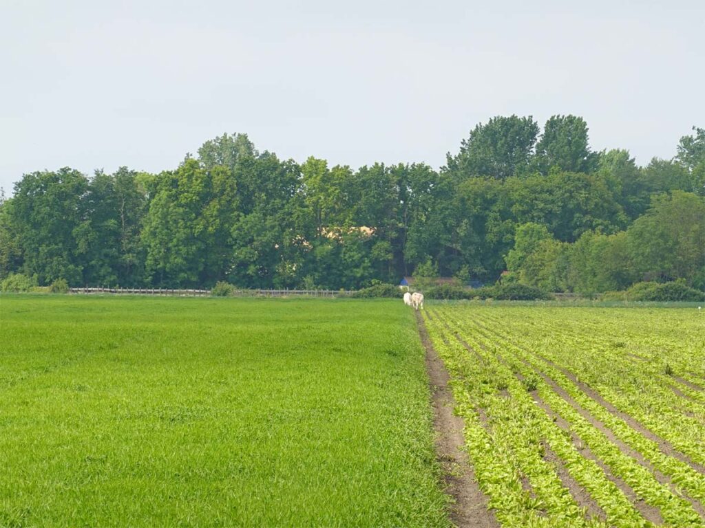 Huidige afbeelding: koeien